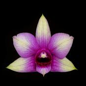 dendrobium polar fire 7-2015 3119